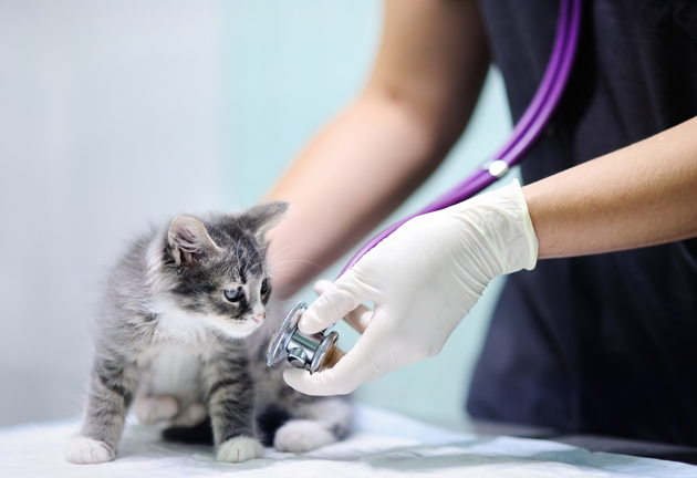 Kitten at the vet